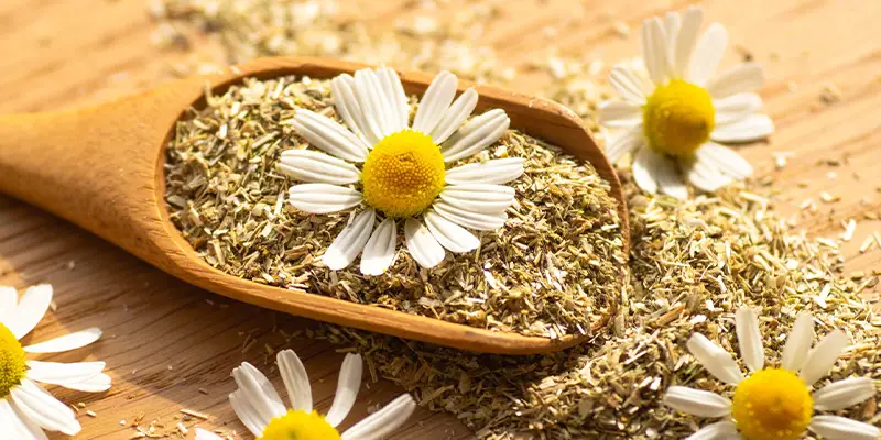 Camomille - Plante calmante Plante Santé